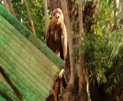 Special Report | तब्बल अडीच वर्षांनी 'बयो' परतली, राजेश नागवेकर यांच्या घरी आली पाहुणी