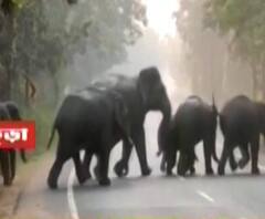বাঁকুড়া: লোকালয়ে ঘুরে বেড়ানোর পর অবশেষে জয়পুরের জঙ্গলে দলমা হাতির পাল, স্বস্তিতে স্থানীয়রা