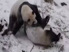 China: Playful masti of these Pandas in snow will make you smile