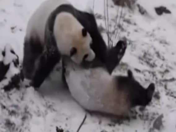 China: Playful masti of these Pandas in snow will make you smile