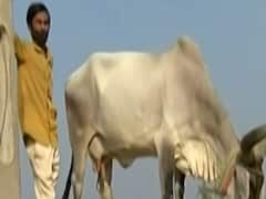 Gujarat: चरवाहे के लिए गाय की 'ममता' का वीडियो हो रहा है वायरल