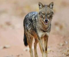 मां की गोद से बच्चा उठा ले गया भेड़िया, जानिए फिर क्या हुआ | Purab Pashchim 