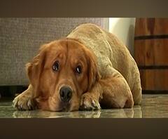 पुण्यातल्या नाईक कुटुंबाचं श्वानप्रेम, लॉकडाऊनमळे ताटातूट, श्वानाला चायनाहून परत आणण्यासाठी 7 लाखांचा खर्च