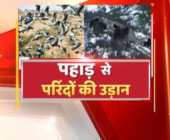 बर्फबारी से परिंदे हुए बेहाल, माइग्रेट करने लगे परिंदे