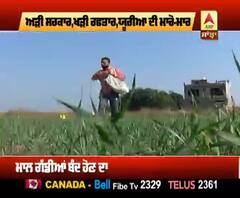 ਕਣਕ ਨੂੰ ਖਾਦ ਦੀ ਲੋੜ, ਪੰਜਾਬ 'ਚ ਯੂਰੀਆ ਦੀ ਥੋੜ, ਕਿਵੇਂ ਨਿਕਲੇਗਾ ਹੱਲ ?