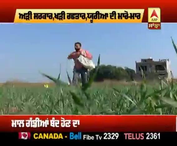 ਕਣਕ ਨੂੰ ਖਾਦ ਦੀ ਲੋੜ, ਪੰਜਾਬ 'ਚ ਯੂਰੀਆ ਦੀ ਥੋੜ, ਕਿਵੇਂ ਨਿਕਲੇਗਾ ਹੱਲ ?