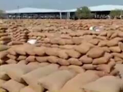 રાજકોટના બેડી માર્કેટયાર્ડમાં મગફળીની મબલખ યાવક