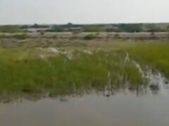 સુરેન્દ્રનગરઃ દેવપરા અને બળોલ ગામ વચ્ચેની નર્મદા કેનાલમાં ગાબડુ, ખેડૂતોના ઉભા પાકને નુકસાન 