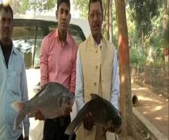 Bihar Election Result 2020: এগোচ্ছে গণনা, জন্মদিনে জয় উপহার পাবেন তেজস্বী? নাাকি বাজিমাত অভিজ্ঞ নীতীশের?