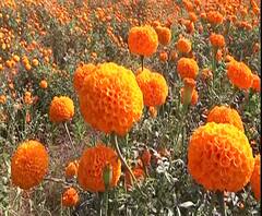 Diwali 2020 | दिवाळीनिमित्त बाजारपेठा सजल्या, झेंडूच्या फुलांना मागणी असल्यानं दरात वाढ