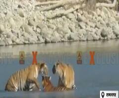 Corbett National Park में बाघों की मौज-मस्ती का Exclusive Video| Poorab Paschim 
