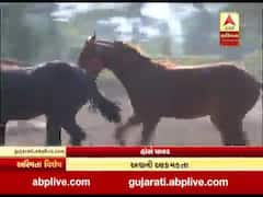 અસ્મિતા વિશેષ: હૉર્સ પાવર | 24 November 2020