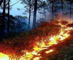 आखिर केसे लग रही हैं वनो आग