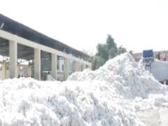 અમરેલીઃ બાબરા યાર્ડમાં કપાસની મબલખ આવક, ખેડૂતોને કેટલો મળી રહ્યો છે કપાસનો ભાવ?