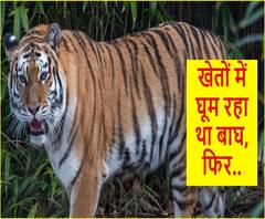 खेतों में टहलता दिखा बाघ, फिर शख्स ने किया ये काम | Ganga Dopahar 
