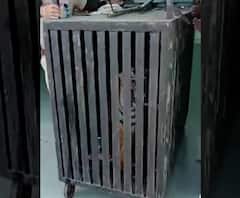 संजय गांधी राष्ट्रीय उद्यानात चंद्रपूरच्या वाघिणीची डरकाळी, 11 महिन्यांची वाघीण मुंबईकडे रवाना