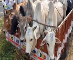 Cattle Smuggling in West Bengal: ২০১৮ য় কেরলে ৪৫ লক্ষ টাকা-সহ BSF-এর কমান্ডান্ট জিবু ডি ম্যাথিউ গ্রেফতার, তারপরই একে একে বেরিয়ে এল সর্ষের মধ্যে ভূত! 