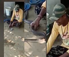 Nagpur Snake Bite | अनुभव नसताना विषारी सापाशी खेळ केला आणि जीव गमावला 