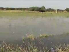 મહેસાણાઃ બહુચરાજીના સુરજ ગામે કેનાલનું પાણી ખેતરોમાં છોડી દેતા પાક બરબાદ 