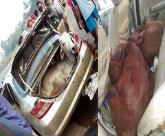 Rural News | माझं गाव माझा जिल्हा | गुरांची तस्करी करणाऱ्या कारचा अपघात | ABP Majha