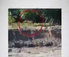 ঝাঁপিয়ে পড়ল বাঘ, ধস্তাধস্তি! শেষমেষ বেঁচে ফিরে আসা, অসমের ভিডিও মুহূর্তে ভাইরাল 