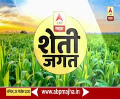 शेती जगत | अवकाळी पावसामुळे द्राक्ष उत्पादक संकटात, रोगाचा प्रादुर्भाव टाळण्यासाठी फवारणी