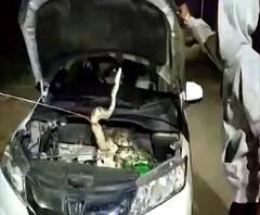 Rural News | चंद्रपुरात कारच्या इंजिनमध्ये अजगराची सुटका | माझं गाव माझा जिल्हा 