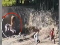 Assam : Royal Bengal Tiger का Terror Attack, 2 लोग हुए घायल 