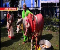 Gopashtami: গোপাষ্টমীতে লেক কালীবাড়িতে গোমাতার পুজো, শুভসূচনা করেন সেবাইত নিতাইচন্দ্র বসু
