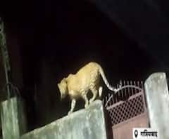 गाजियाबाद में 2 दिन से घूम रहा खूंखार तेंदुआ, ड्रोन से सर्च जारी