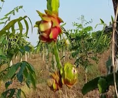 शेती जगत | शेती क्षेत्रातील घडामोडींचा वेगवान आढावा | 05 नोव्हेंबर 2020