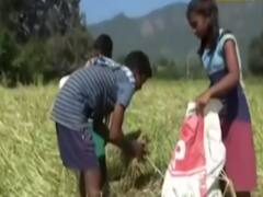 Odisha: Covid crisis forces brother-sister duo into labour work 