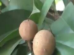 નવસારીઃ ખેડૂતો માટે ચીકુુનો પાક સાબિત થશે સોનાનો સૂરજ, ફ્લાવરિંગ સારુ થતા પાક સારો ઉતરશે