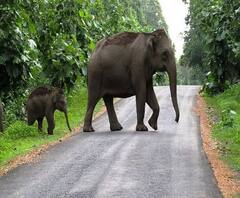 নাগরাকাটার লোকালয়ে বুনো হাতির হানা, নাগরাকাটার চা বাগান থেকে উদ্ধার ১৩ ফুট লম্বা গোখরো