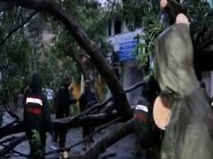 Puducherry: Administration removes uprooted trees to clear roads after Nivar cyclone