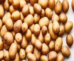 রঙ দেখে ভাবছেন টাটকা আলু ? নিষেধাজ্ঞা উপেক্ষা করেই আলুতে লাগছে বিষাক্ত রং!