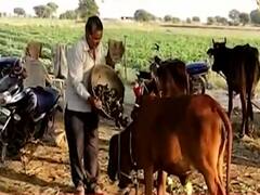  किसान की सब्जी गाय खाएगी तो किसान क्या खाएगा ? | Ghanti Bajao 