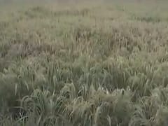 તાપીના ખેડૂતોએ કરી કાળા ડાંગરની ખેતી, જુઓ વીડિયો