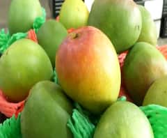 African Alphonso at APMC | कोल्हापुरातील हापुसचा कट्टर स्पर्धक आफ्रिकेचा आंबा बाजारात दाखल