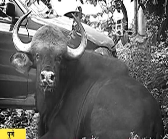 Rangava dies | स्पेशल रिपोर्ट | माणसांच्या जंगलात हरवलेल्या गव्याचा तडफडून मृत्यू.. कोथरूडमधील घटना