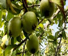 शेती जगत | लातूरमधील शेतकऱ्याचं पेरु लागवडीतून लाखोंचं उत्पन्न