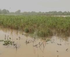 अतिवृष्टी नुकसानीच्या पाहणीसाठी केंद्रीय पथक महाराष्ट्रात; औरंगाबाद, नागपूर विभागात पाहणी दौरा 