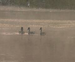 Special Report | चंद्रपूर जिल्ह्यात स्थलांतरित पक्ष्यांचं आगमन, 22 प्रकारच्या पक्ष्यांचा पानवठ्यांवर मुक्काम