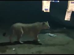 ગીર સોમનાથઃ અચાનક સાંજના સમયે આવી ચડી સિંહણ, દુકાનદારે કઇ રીતે ભગાડી? જુઓ વીડિયો