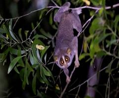 Rural News | पश्चिम घाटात दुर्मिळ माकडाचा वावर | माझं गाव माझा जिल्हा | 23 डिसेंबर 2020