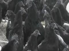 Chicken breed Kadaknath proved life-saver for many during lockdown