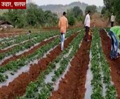 Strawberry Farming | पालघरमध्ये 11 एकर जागेवर स्ट्रॉबेरी लागवड, पालघर जिल्हा कृषी विभागाचा पुढाकार