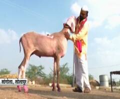 Special Report | 'मोदी' नावाच्या बोकडावर 70 लाखांची बोली, तरीही मालकाने विकला नाही