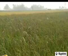 देश ही नहीं विदेशों में भी खुश्बू बिखेरेगा अब 'काला नमक' | Satte Pe Satta 