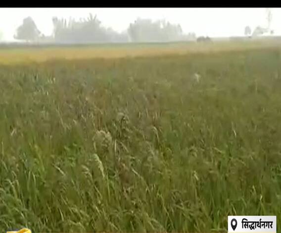 देश ही नहीं विदेशों में भी खुश्बू बिखेरेगा अब 'काला नमक' | Satte Pe Satta 